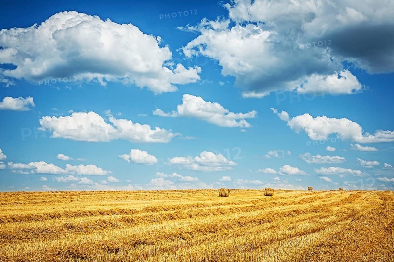 Harvested field of wheat with cloudy sky