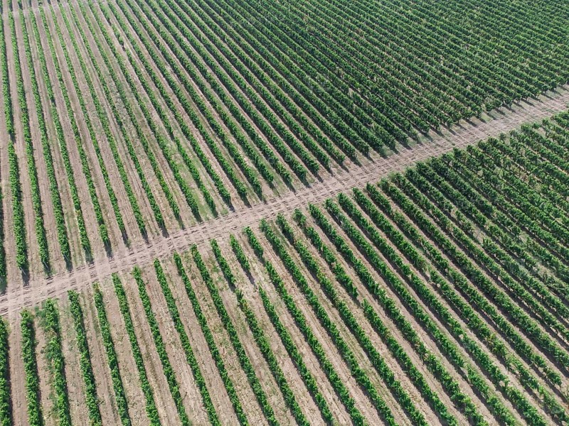 Green rows of grape bushes. Vineyard plantations. Agro-industrial zone
