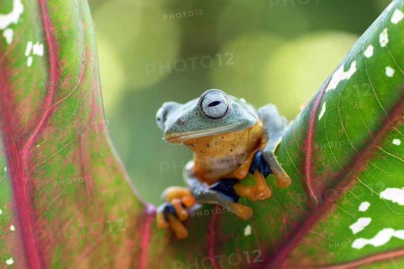 Green tree flying frog (Rhacophorus reinwarditii) sitting on a leaf
