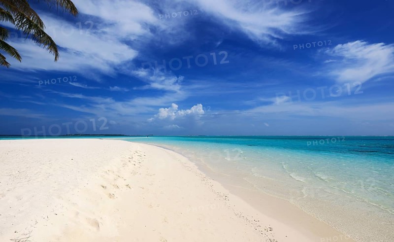 Idyllic Beach with Palm Trees at the Maldives, Indian Ocean