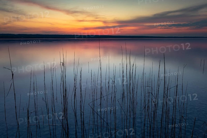Calm evening mood at the lake with reeds in the foreground and colourful sunset, Lake Ammer, Bavaria, Germany, Europe