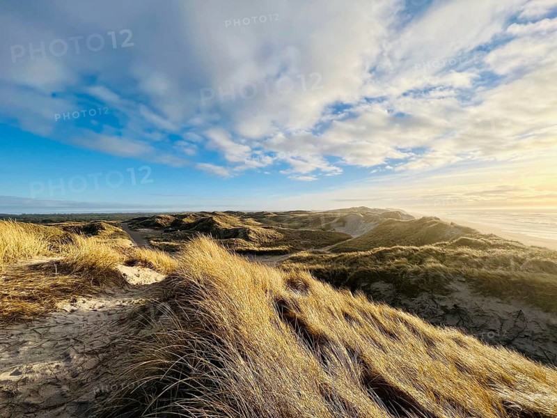 Dune landscape on the Danish west coast