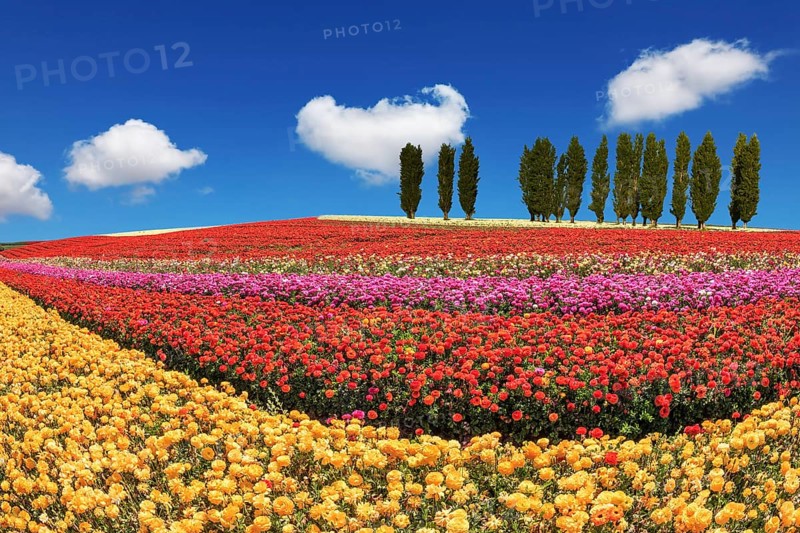 Huge fields of garden buttercups /ranunculus/ ripened for harvesting. Cypress alley decorated with landscape