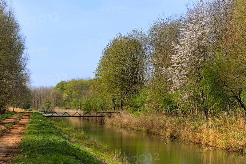 Landscape with ditch and little bridge in Dutch forest