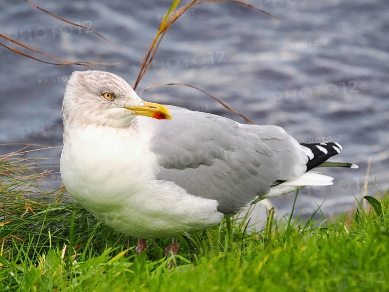 Seagull (Larinae) sitting by the water, Brouwersdam, province of South Holland, Netherlands