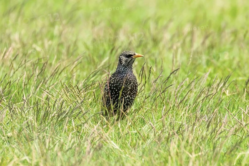 Common Starling in Green Grass (Sturnus vulgaris) European Starling