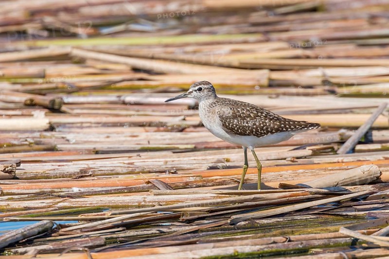Sandpiper, Wood Sandpiper (Tringa glareola) Wader Bird Sandpiper