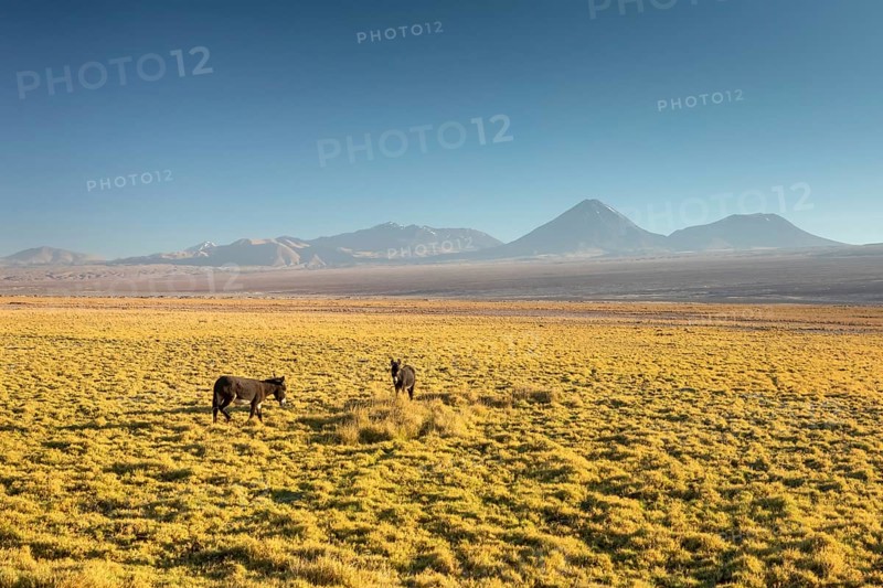 Atacama desert, Chile, Andes, South America. Beautiful view and landscape, South America