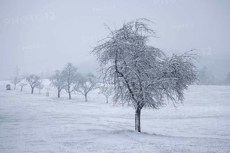 A lonely tree in a snowy landscape with fog in the background, Freudental, Allensbach, Lake Constance, Baden-Württemberg, Germany, Europe