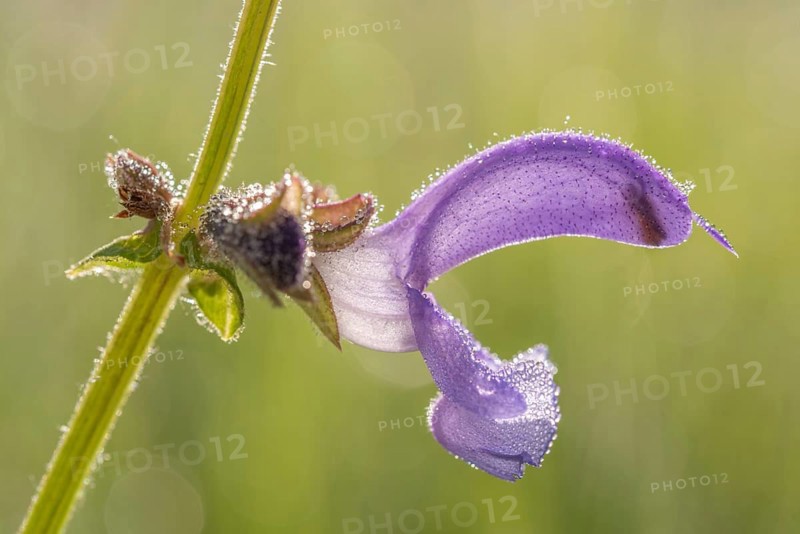 Sage flower in a clearing in the middle of a forest