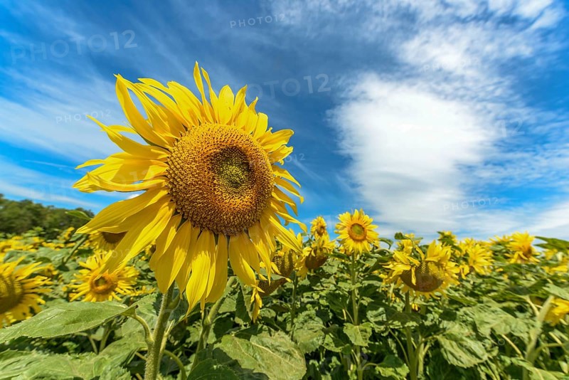 Sunflower flowers in a cultivated field in the french campaing
