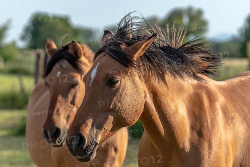 Horses in a pasture in the French countryside in spring