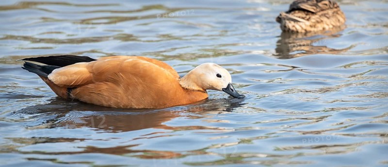 Ruddy Shelduck