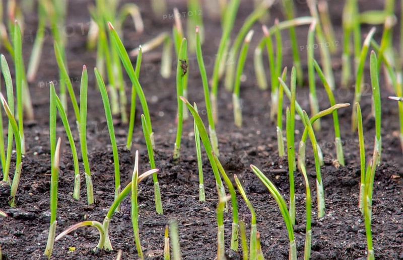 Young sprouts of wheat, growing grain crops in the field