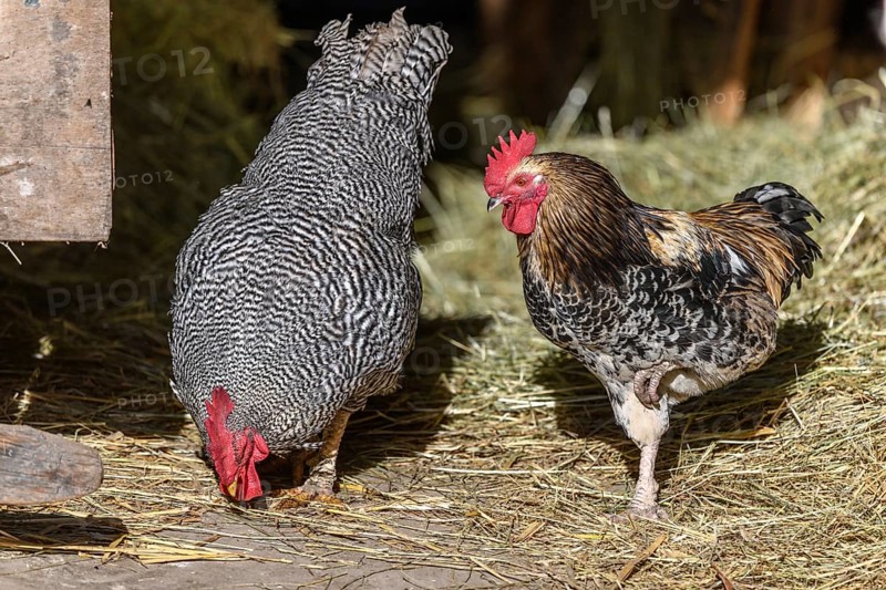 Raising free-range chickens in the open air on a farm. Bas-Rhin, Alsace, Grand Est, France, Europe