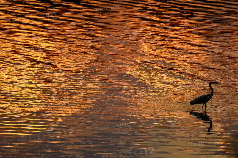 Silhouette of a gray heron (Ardea cinerea) on the banks of the Rhine at dusk. Sasbach am Kaiserstuhl, Emmendingen, Fribourg-en-Brisgau, Bade-Wurtemberg, Allemagne