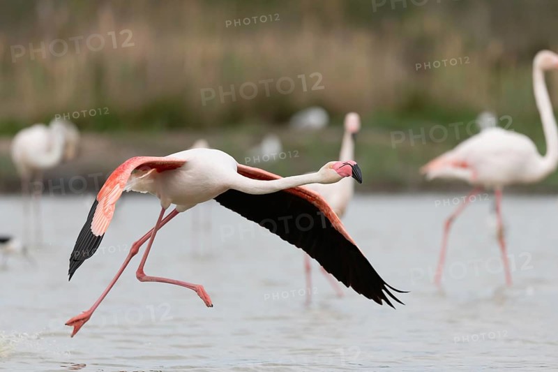 Greater Flamingos (Phoenicopterus roseus) taking off in a Camargue pond. Saintes Maries de la Mer, Parc naturel regional de Camargue, Arles, Bouches du Rhone, Provence Alpes Cote d'Azur, France, Europe