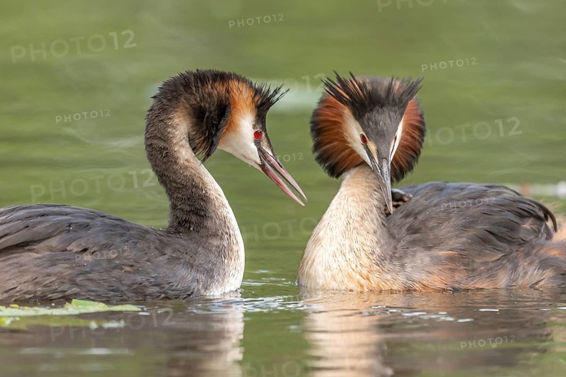 Couple of great crested grebe (Podiceps cristatus) in courtship display in a river. Bas-Rhin, Collectivite europeenne d'Alsace, Grand Est, France, Europe