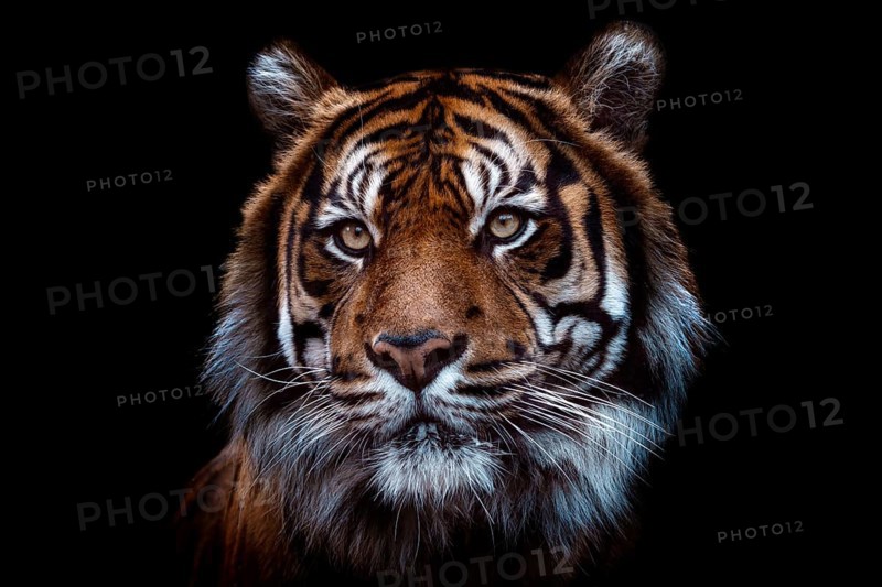 Front view of Sumatran tiger isolated on black background. Portrait of Sumatran tiger (Panthera tigris sumatrae)