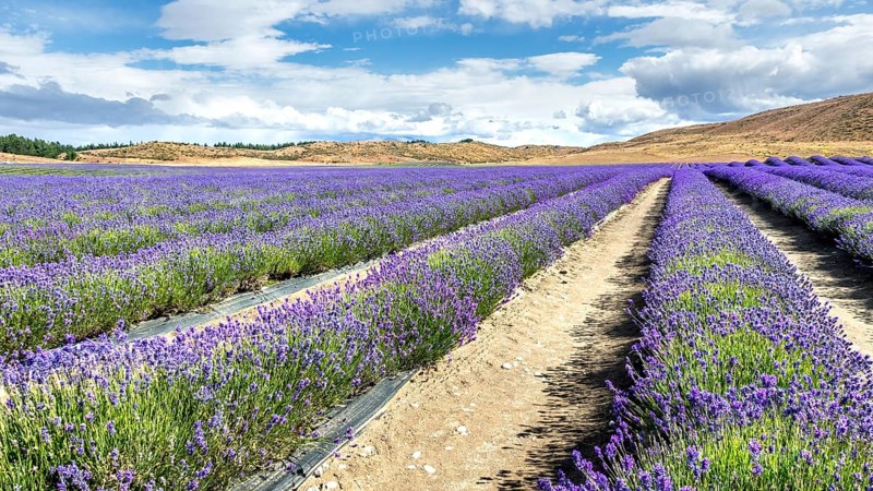 An image of a lavender field in New Zealand