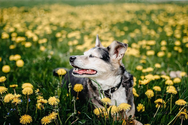 A cheerful dog relaxing among the dandelions in the field