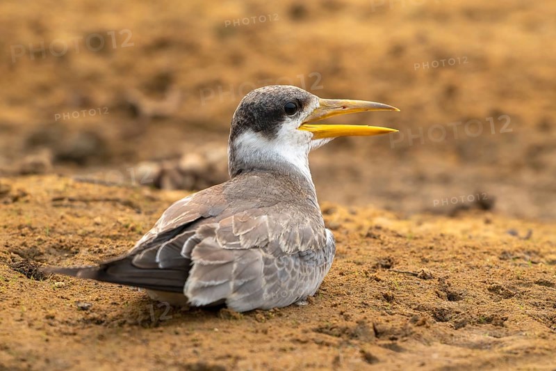 Large-billed Tern (Phaetusa simplex), Pantanal, inland, wetland, UNESCO Biosphere Reserve, World Heritage Site, wetland biotope, Mato Grosso, Brazil, South America
