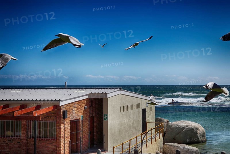 Seagulls over a beach hut in Cape Town, South Africa, Africa