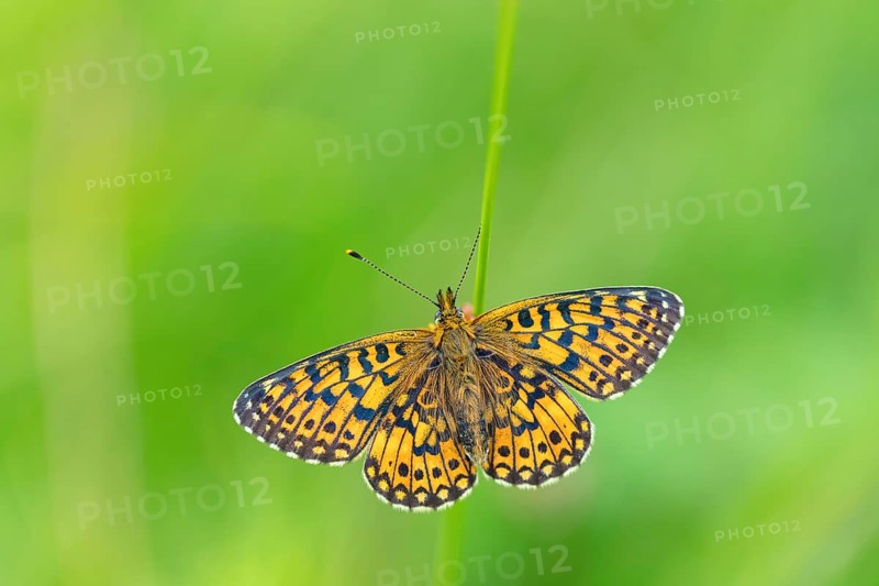 Small pearl-bordered fritillary, (Boloria selene), butterfly, butterfly, insect, macro, top view, Wadi Darbat, Salalah, Baden-Württemberg, Oman, Asia