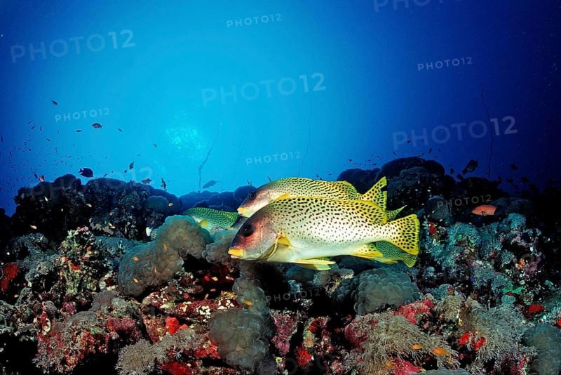 Red Sea sweetlips, Plectorhinchus gaterinus, Sudan, Africa, Red Sea, Africa