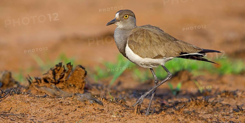 Lapwing (Vanellus lugubris), animals, birds, biotope, habitat, foraging, wader, plover family, Mkuze Game Reserve, Mkuze, KwaZulu-Natal, S¸dafrica