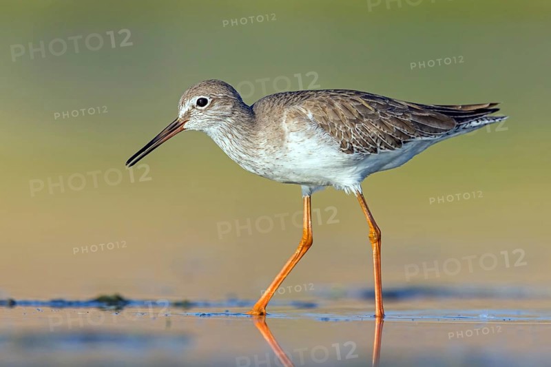 Redshank, (Tringa totanus), Animals, Birds, Snipe family, Raysut, Salalah, Sohar, Oman, Asia