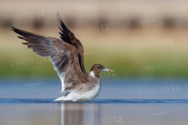 Hemprich's Gull, (Ichthyaetus hemprichii), (Larus hemprichii), Fish Eagle Gull Salalah, Raysut, Dhofar, Oman, Asia
