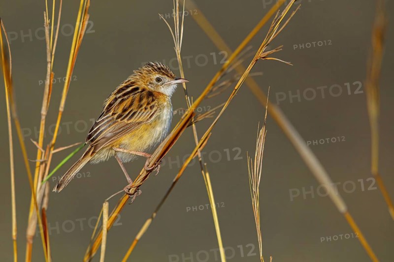 Cisticola, (isticola juncidis), animals, bird, songbird, perching, Midmar Nature Reserve, Howick, KwaZulu-Natal, South Africa, Africa