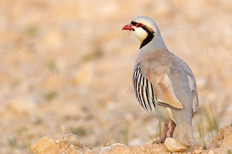 Chukar partridge, chukar, (Alectoris chukar), animals, birds, chukar partridge, pheasant family, chicken, biotope, habitat, foraging, Middle East, Israel, Asia
