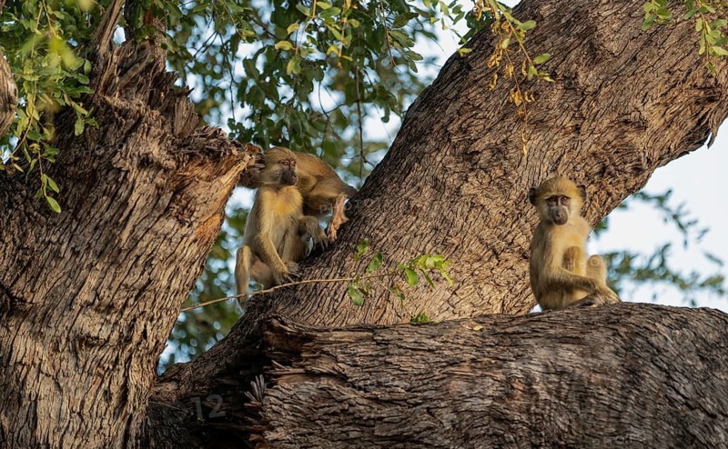 Steppe baboons (Papio cynocephalus)