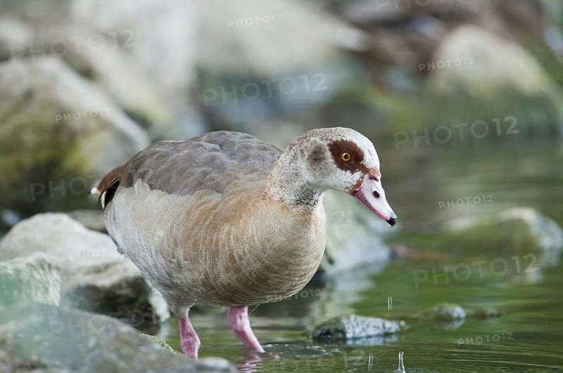 Egyptian goose (Alopochen aegyptiacus)