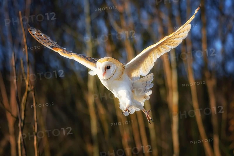 Portrait of a barn owl in the forest background