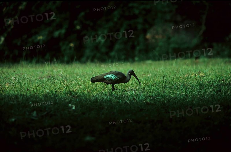 Glossy ibis (Plegadis falcinellus)