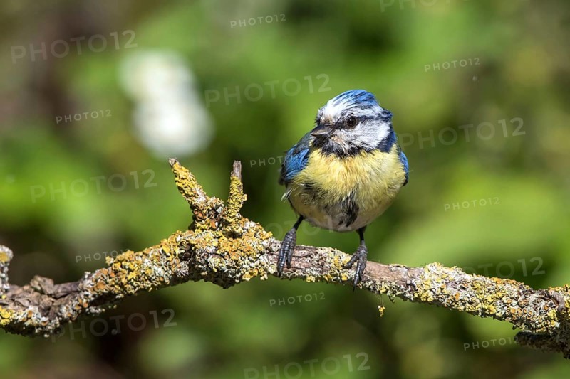 Blue tit on a branch (Parus caeruleus)