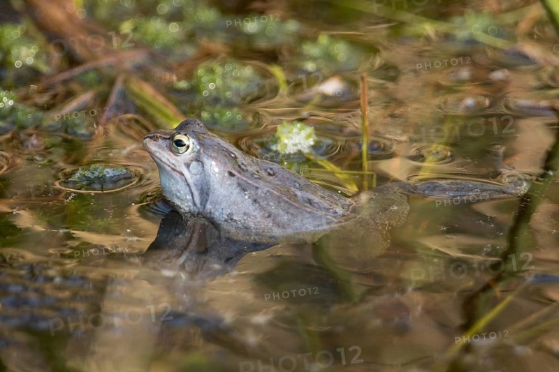 Moor frog (Rana arvalis)