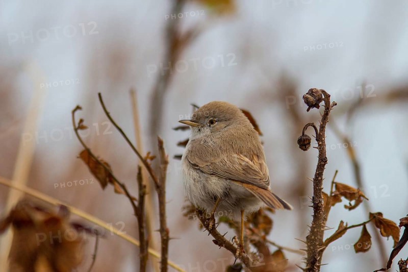 Desert warbler in the bushes on Heligoland (Sylvia nana)