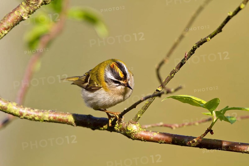 Goldcrest (Regulus ignicapillus)
