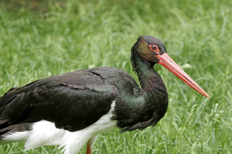 Black stork (Ciconia nigra)