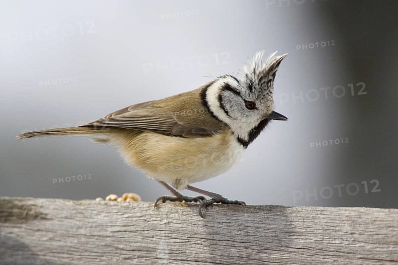 Crested Tit (Parus cristatus)