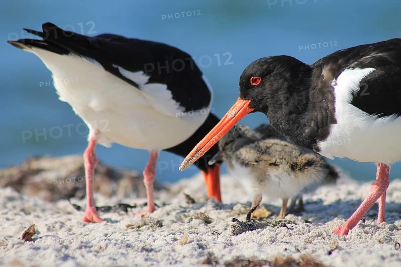 Oystercatcher with chicks (Haematopus ostralegus)