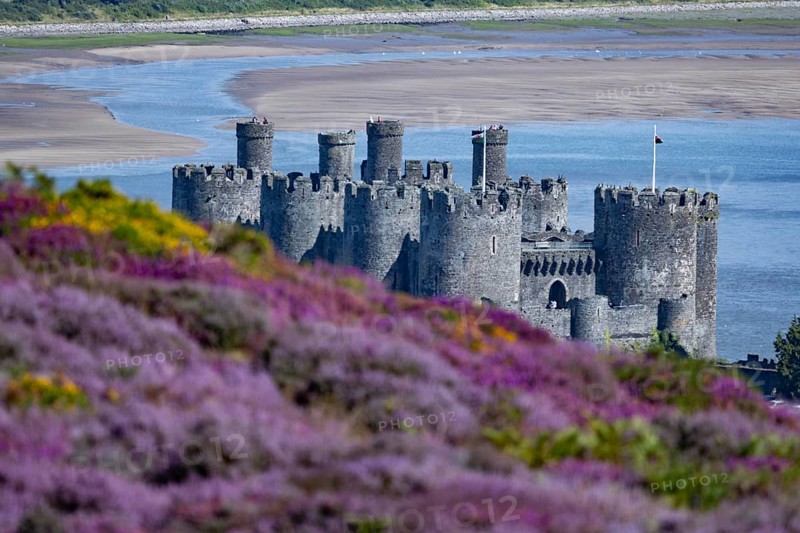View from the mountains to Conwy Castle, ruins of the medieval castle on the river Conwy with surrounding hills and town, in the foreground purple flowering heather (Erica), Conwy, County Gwynedd, Wales, Great Britain