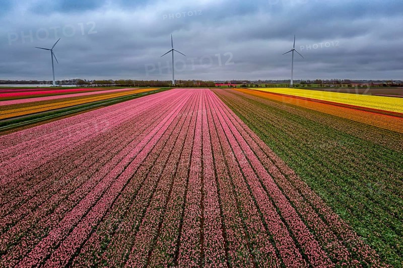 Multicolored flowers, tulip in the fields in the Netherlands