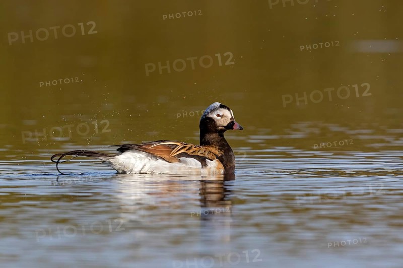 Ferruginous Duck, (Clangula hyemalis), animals, birds, ducks, duck birds, Varanger, Finnmark, Norway, Europe
