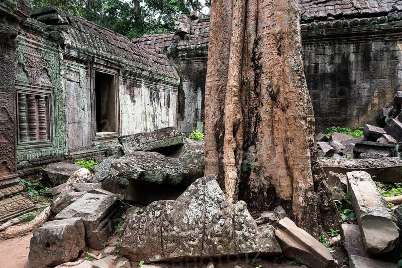 The Bohdi tree takes possession of the enchanted temple city, jungle temple, mystical, Ta Prohm, Buddhist temple complex, UNESCO World Heritage Site, Angkor Wat, Siem Reap, Cambodia, Southeast Asia, AsiaBuddhist holy statue, Asia