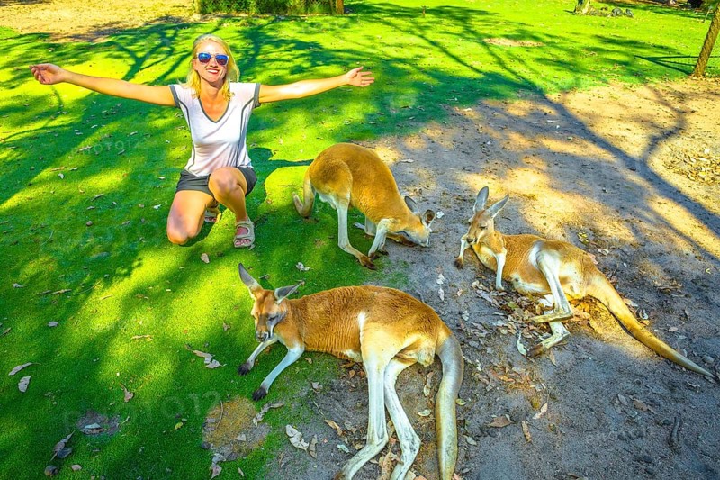 Happy caucasian woman with open arms near three Kangaroos at a park in Whiteman, near Perth, Western Australia. Female tourist enjoys Australian animals icon of the country